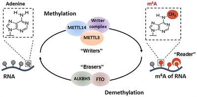 Emerging Perspectives of RNA N6-methyladenosine (m6A) Modification on Immunity and Autoimmune Diseases